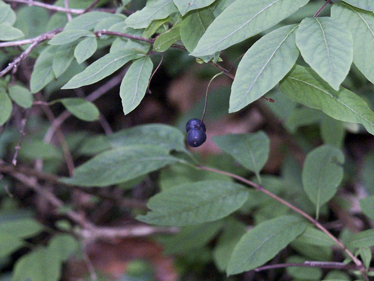 Beeren